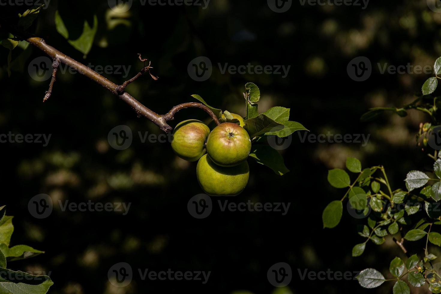 saudável saboroso orgânico verde maçãs em a árvore ramo em uma verão dia dentro a Pomar foto