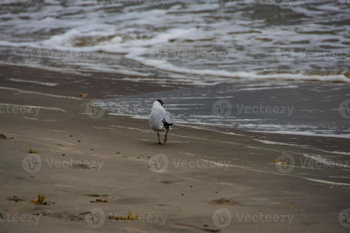branco gaivota caminhando em a de praia em uma verão dia foto