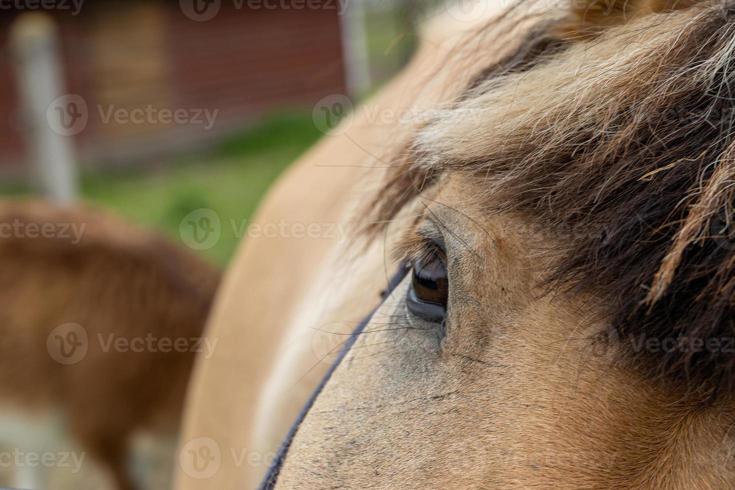 ampla Castanho cavalo olho fechar-se foto