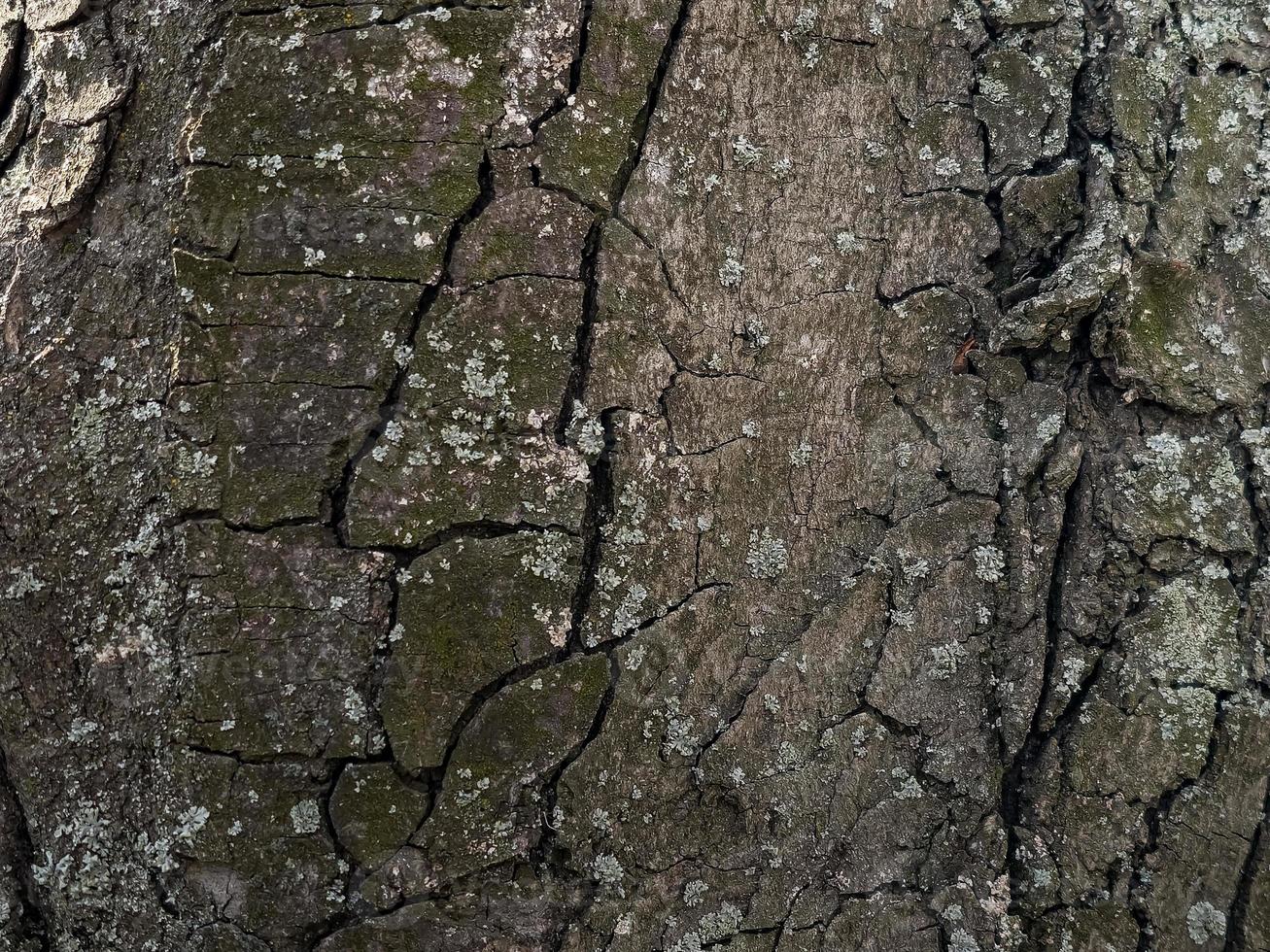 fechar-se do castanha latido. a textura do a tronco do Ésculus hipocastano eu. fundo a partir de vivo madeira. pele do a floresta natureza. foto