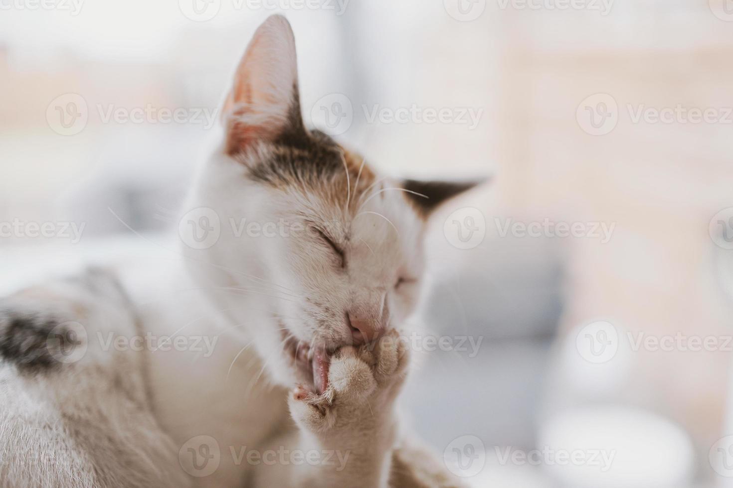 lindo fofa pequeno branco-vermelho gato fechar-se foto