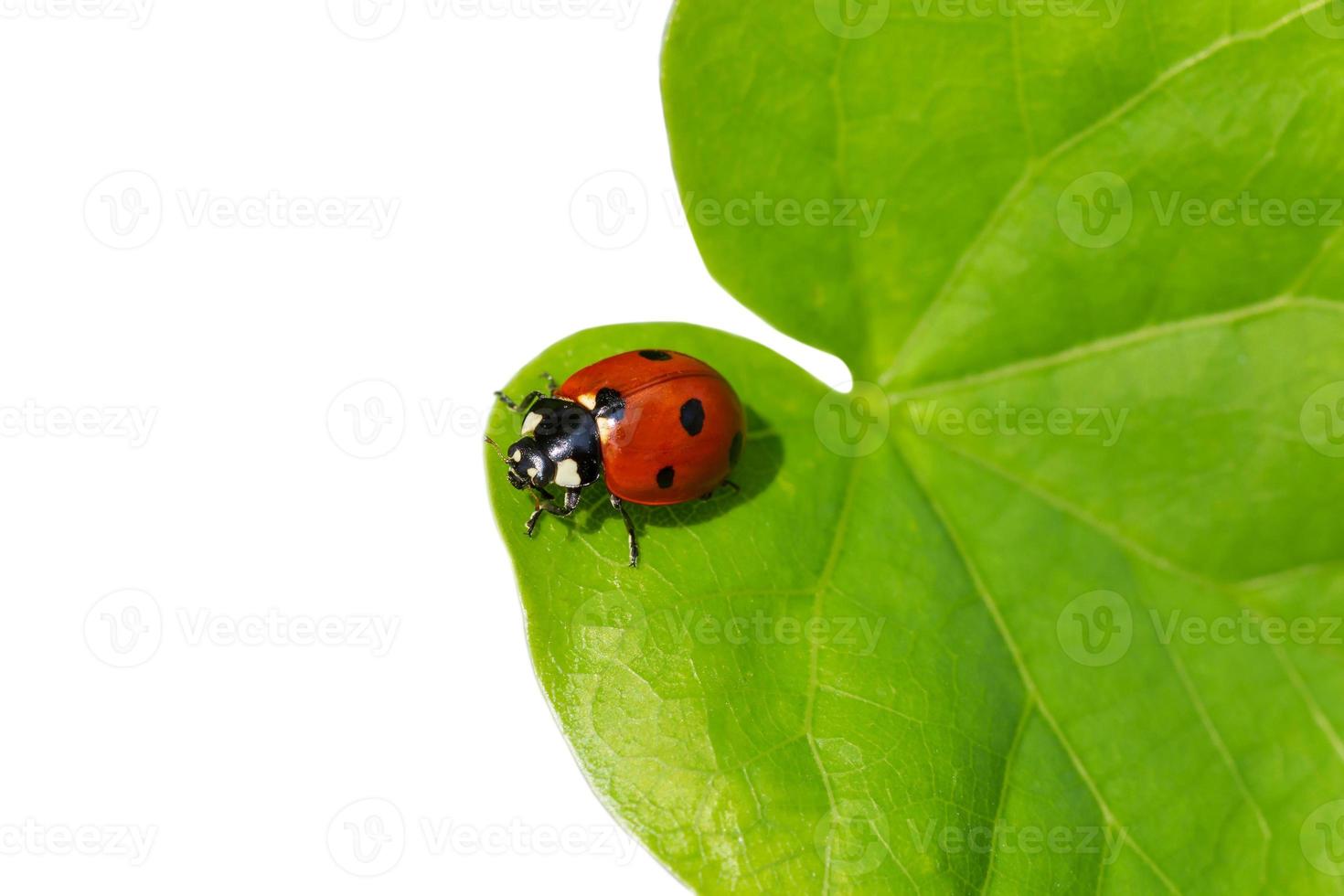 joaninha sentado em verde folha isolado em branco fundo foto