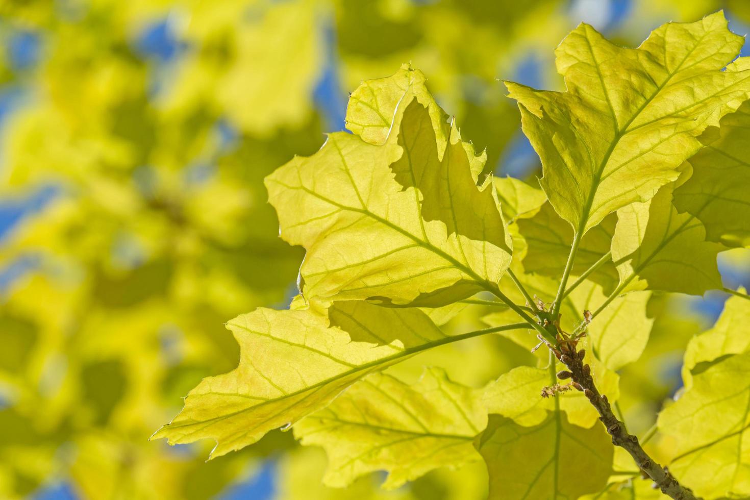 fechar acima do carvalho árvore folhagem às Primavera foto