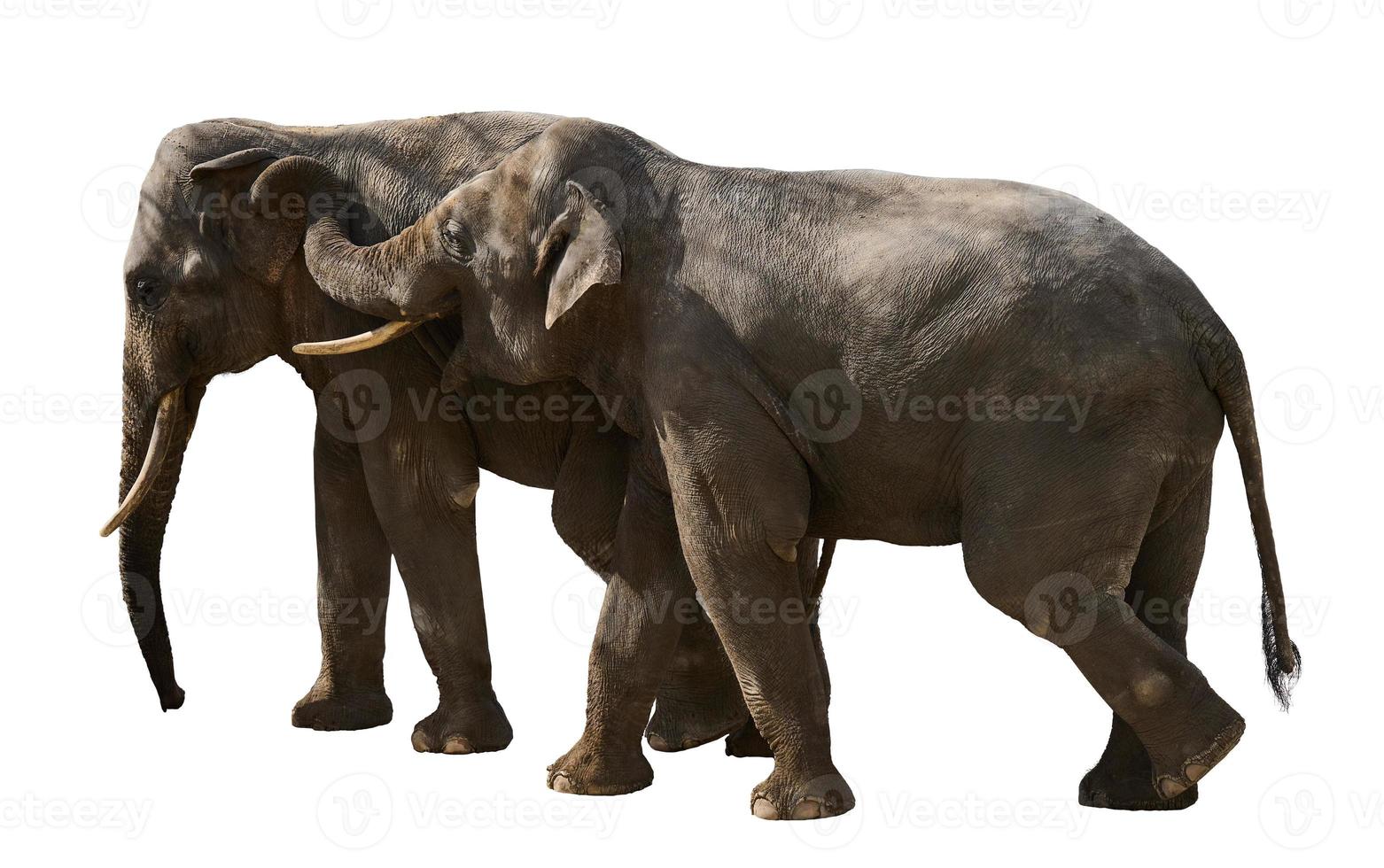 dois adulto elefantes andar Próximo para cada outro, animais estão isolado em uma branco fundo foto
