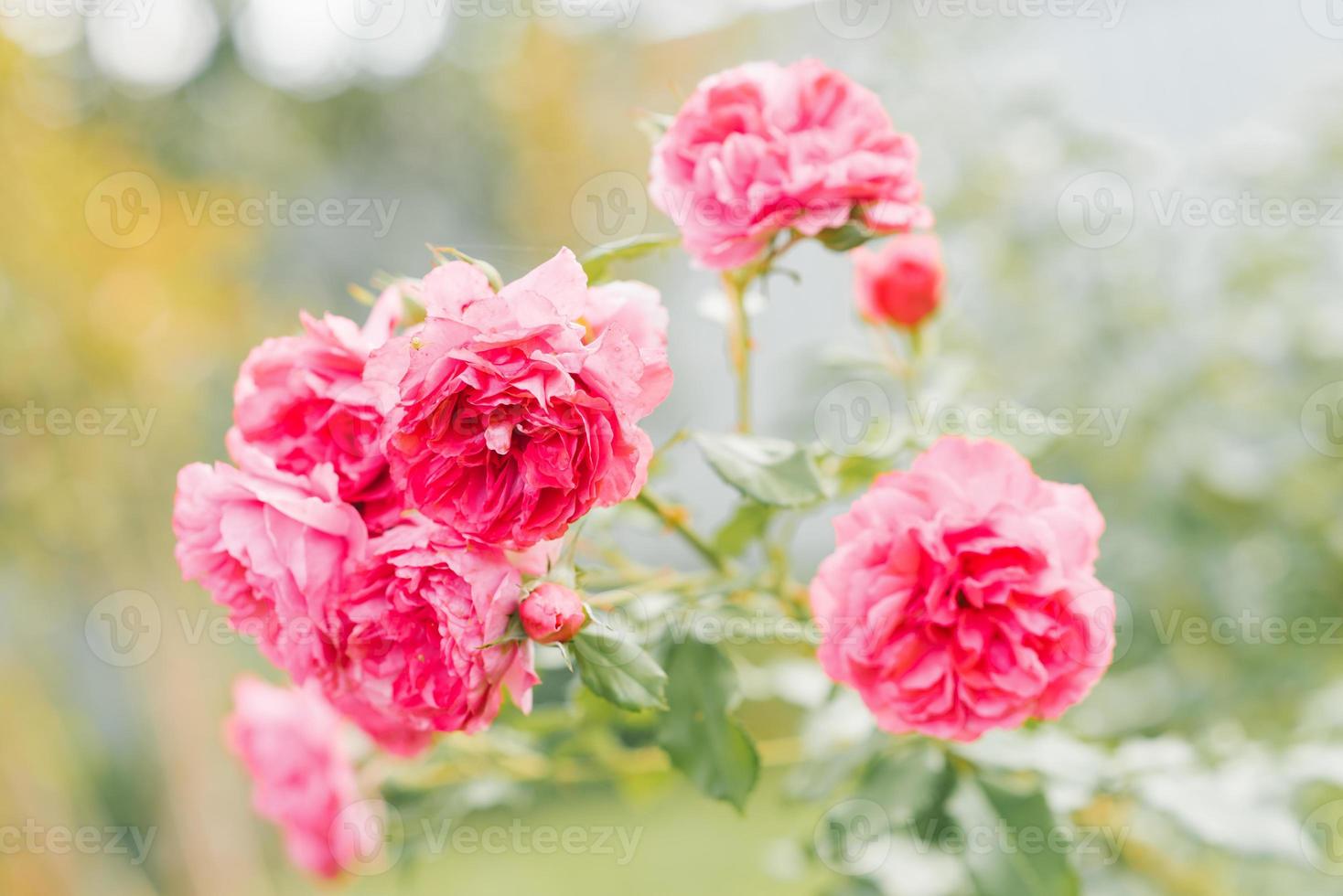 lindo flores do a floribunda pomponela rosa dentro verão dentro a jardim foto