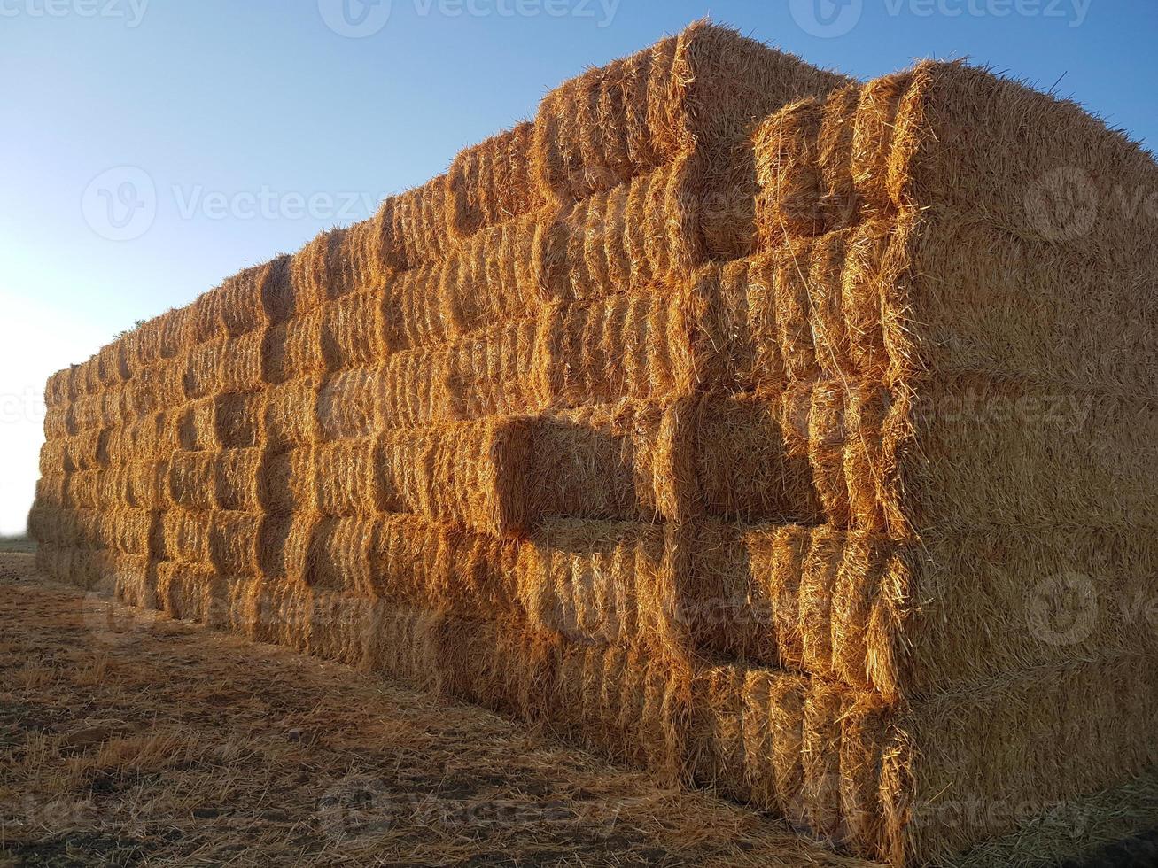 conceito agricultor colecionar Palha e feno foto