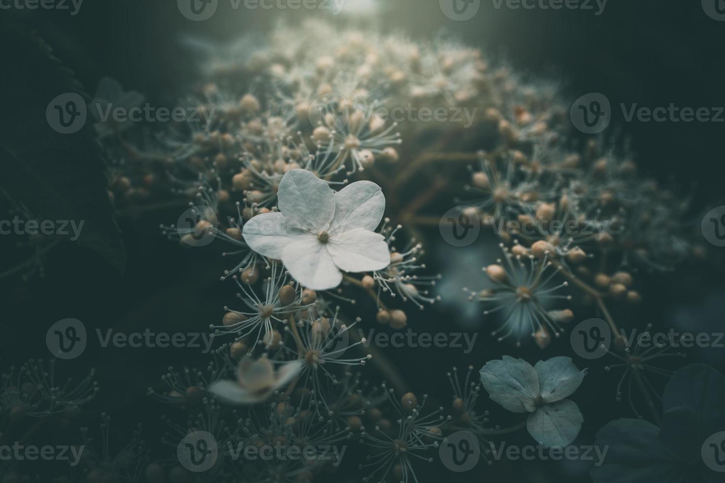 branco pequeno flor em a arbusto dentro a jardim foto
