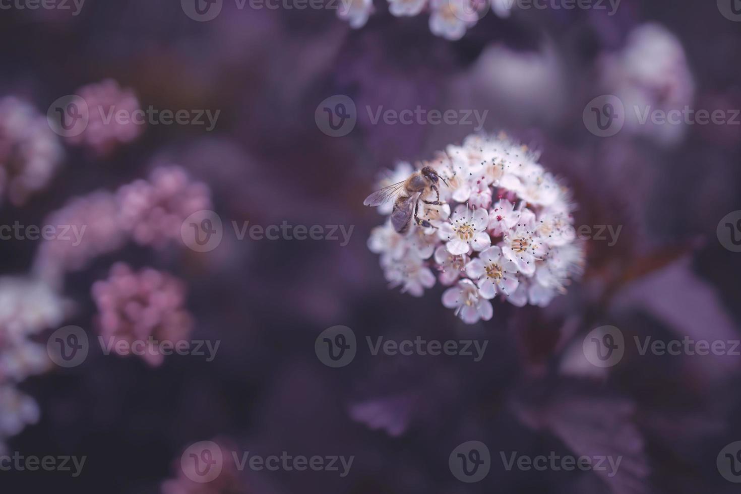 brilhante cremoso flor em uma fundo do roxa folhas do uma arbusto dentro fechar-se com abelha foto