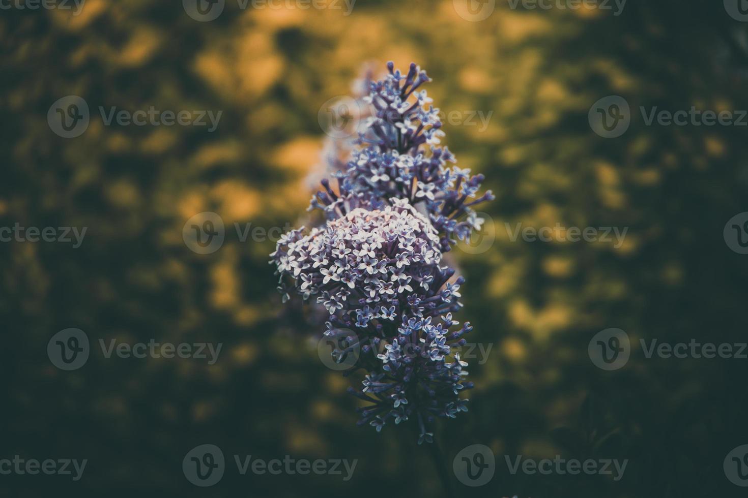 roxa lilás entre a verde folhas em a arbusto dentro a Primavera jardim foto