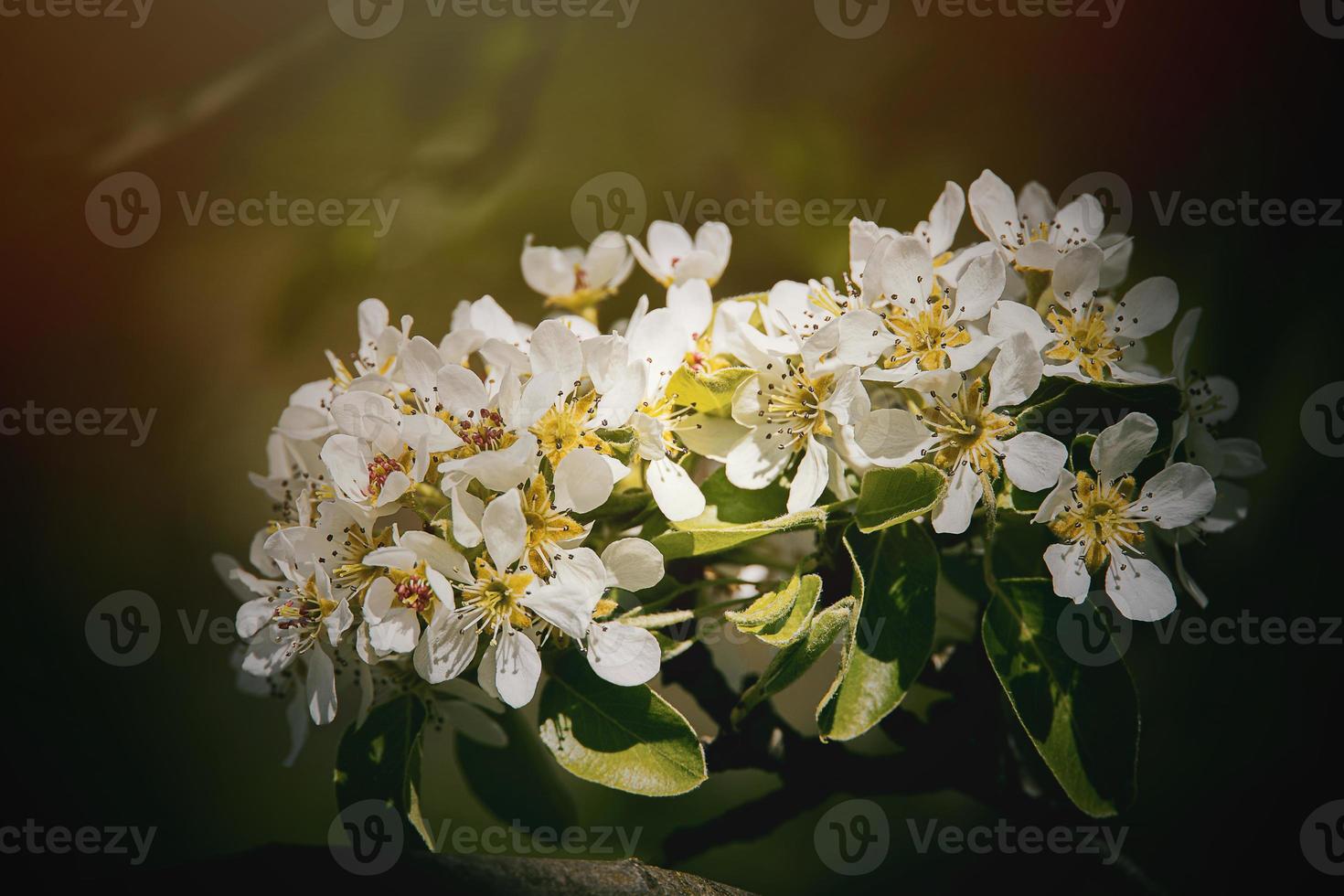 branco flores do uma fruta árvore florescendo dentro Primavera foto