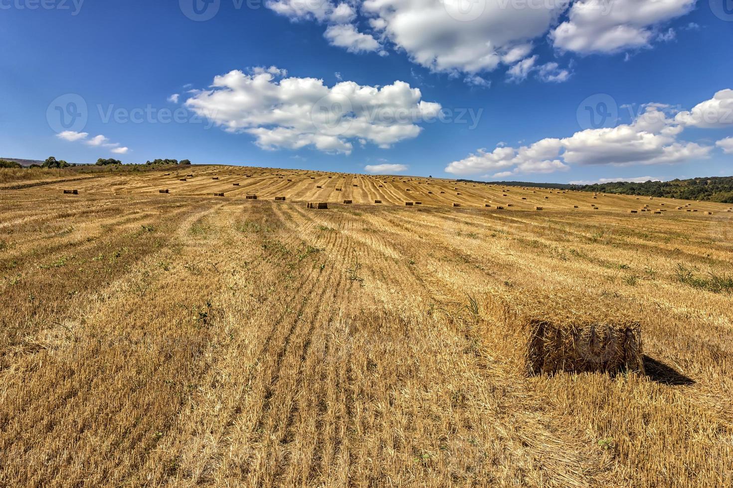 cênico Visão do feno fardos em a campo depois de colheita. foto