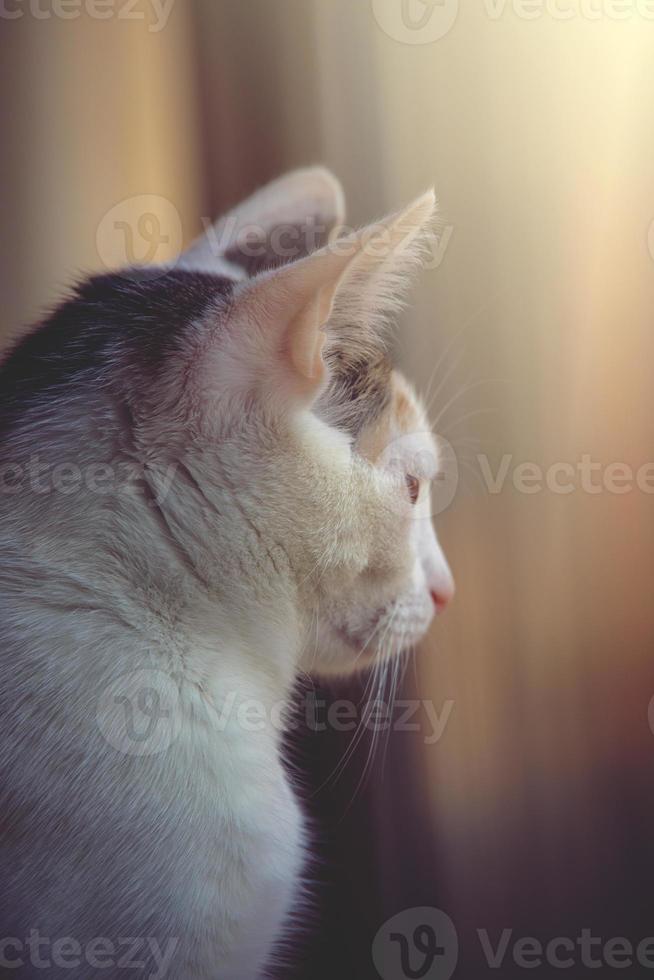 branco-vermelho gato sentado dentro a caloroso tarde Sol foto