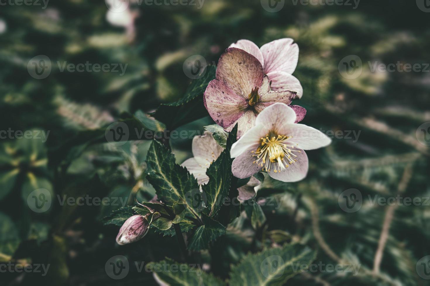 Primavera pálido Rosa heléboro contra a fundo do Sombrio verde folhas dentro a parque foto