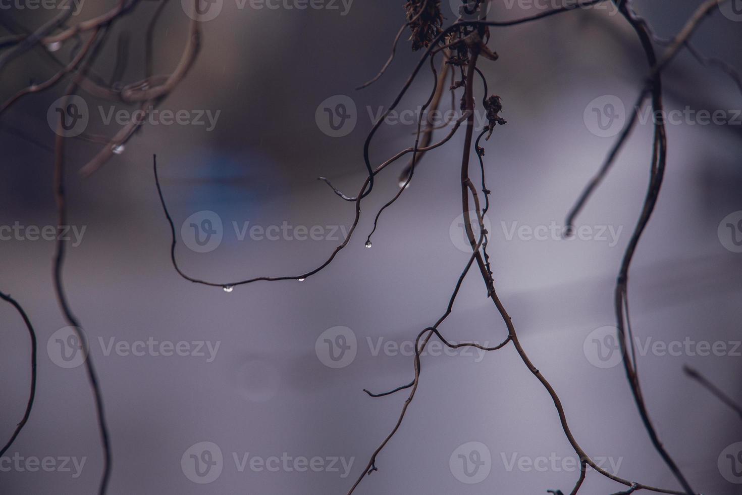 pingos de chuva em uma ramo do uma sem folhas árvore dentro fechar-se dentro janeiro foto