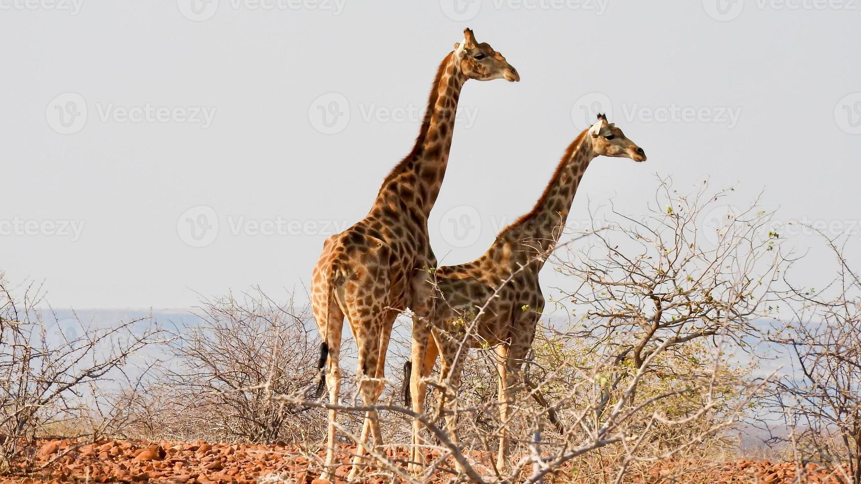 girafas dentro a grande deserto do Damaraland Namíbia foto