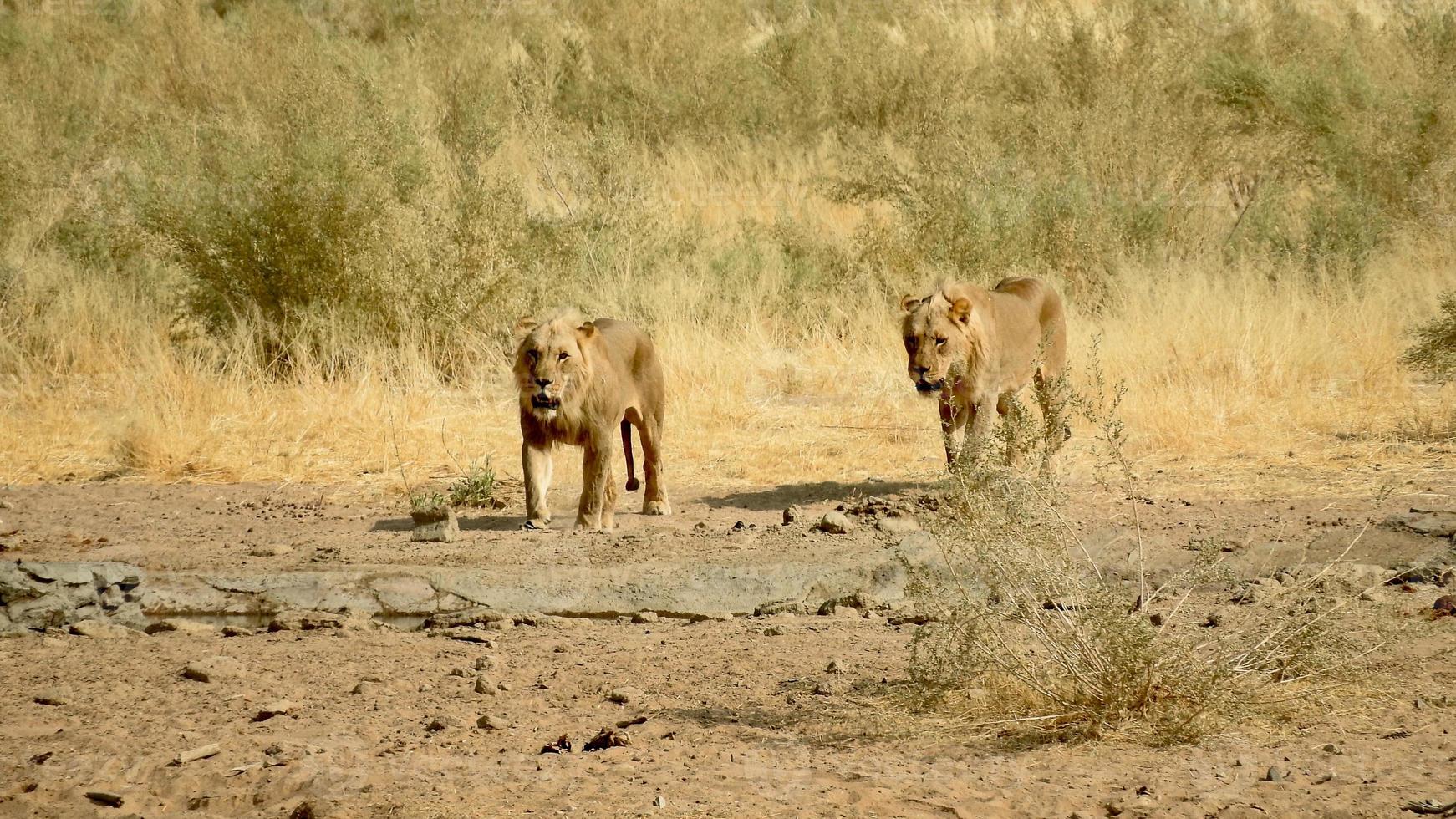 dois jovem leão venha para uma poço de água dentro a savana foto