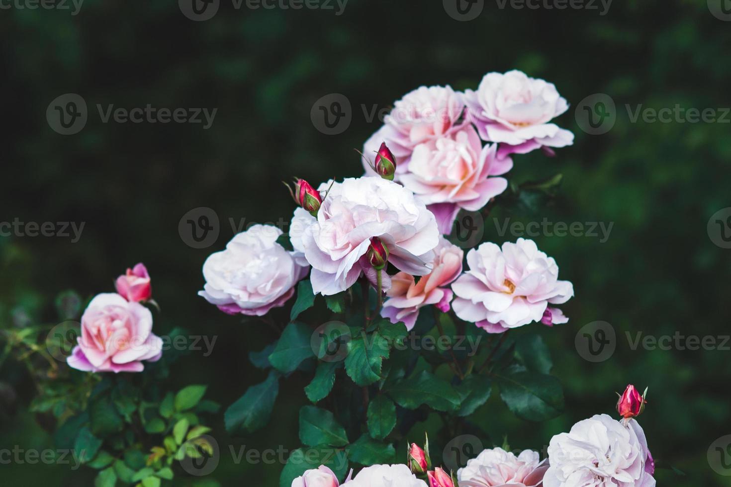 elegante Rosa rosas dentro a jardim - distante bateria rosa flores contra Sombrio verde folhas foto