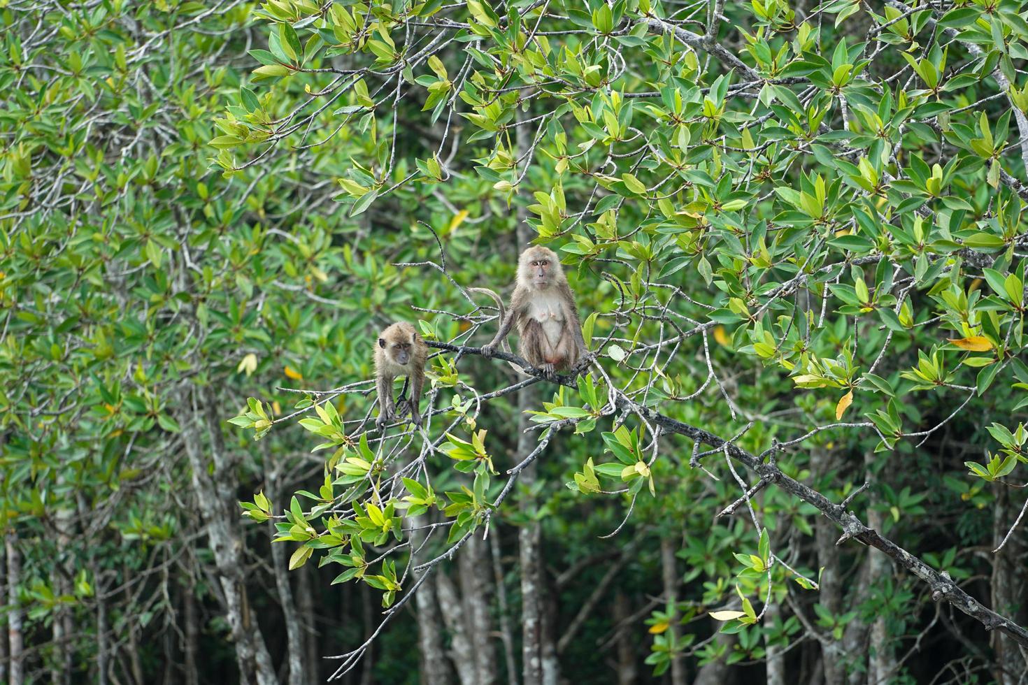 foco seletivo em macacos sentados nos galhos de árvores de mangue com selva borrada no fundo foto