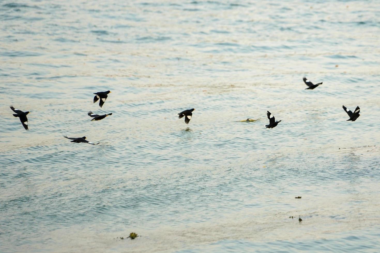 grupo de pássaros em movimento borrado voando sobre a superfície do rio foto