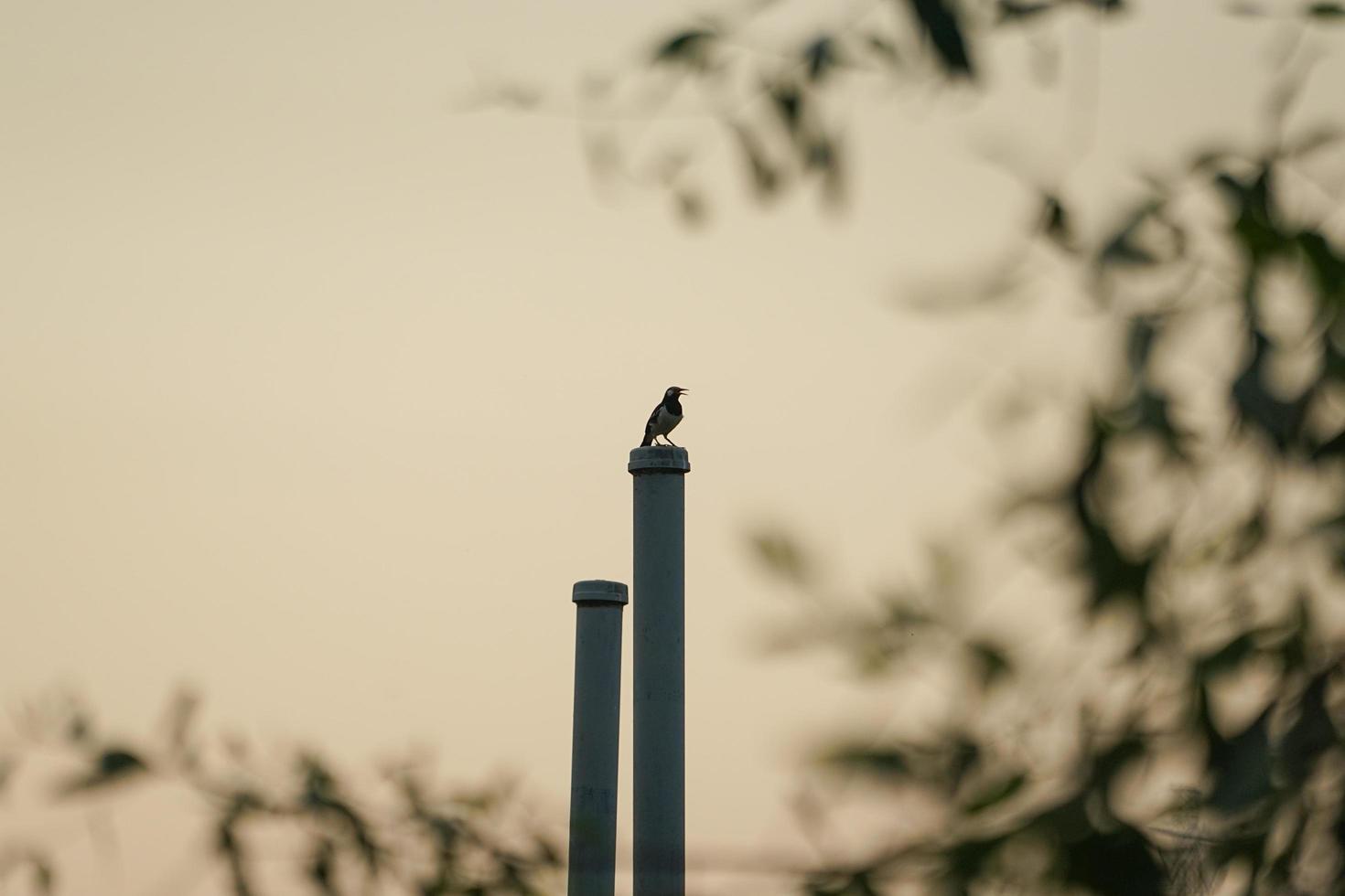 um passarinho fica em pé no poste de aço com feixes de árvores desfocados em primeiro plano e o céu do pôr do sol no fundo foto