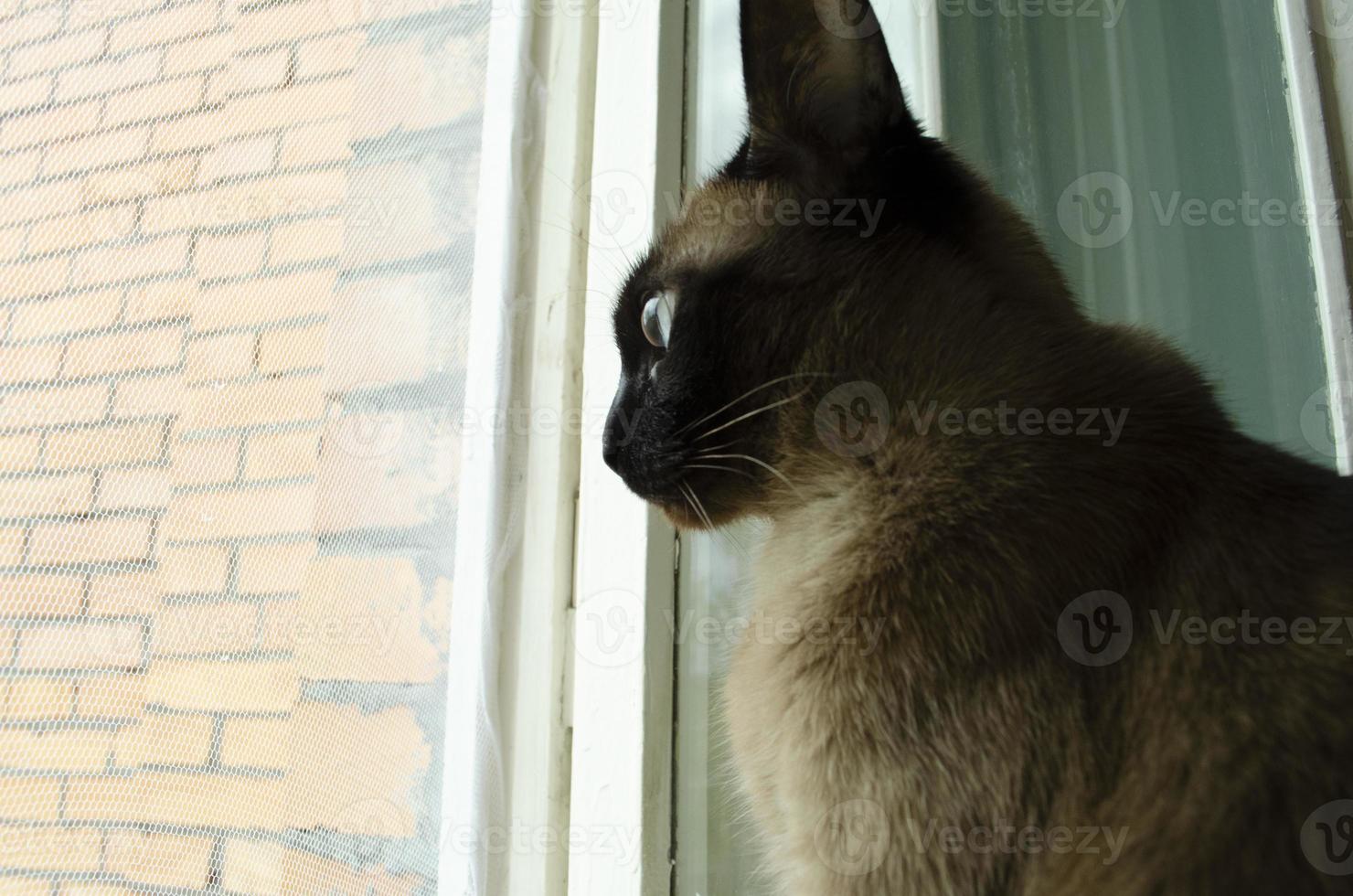 birmanês gato sentado às casa e olhando às janela. foto