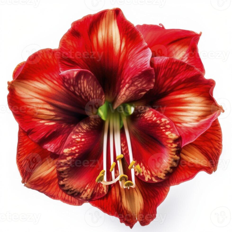 florescendo amaryllis flor em branco fundo, criada com generativo ai foto