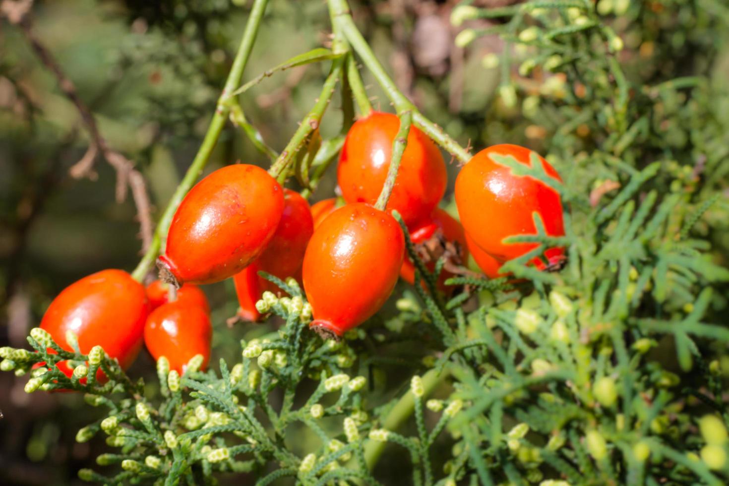 ramo com Rosa Mosqueta fruta este cresce selvagem dentro a Argentino montanhas foto