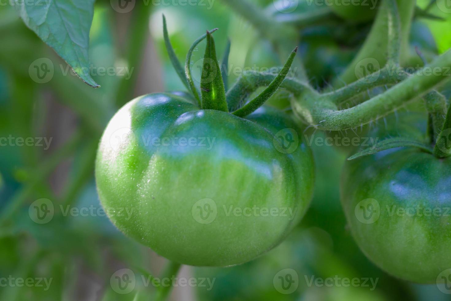 verde tomates não ainda maduro em orgânico jardim plantas foto