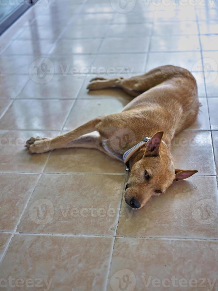 cachorro relaxante em a terra . foto
