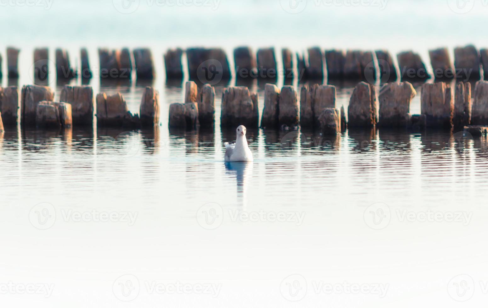 gaivota com postes de madeira na água foto