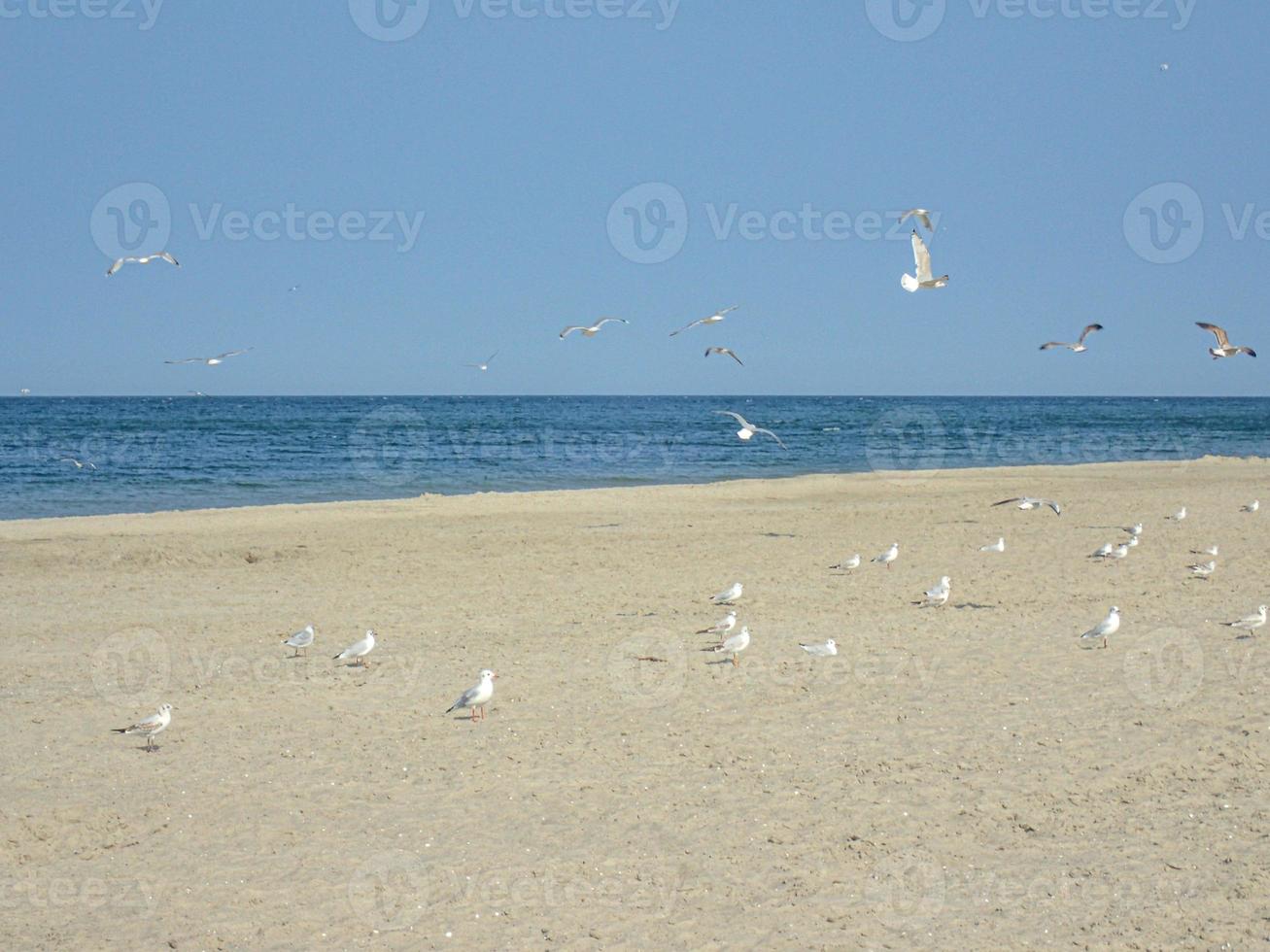 calma mar panorama em a de praia do a báltico mar dentro Polônia com gaivotas em uma ensolarado dia foto