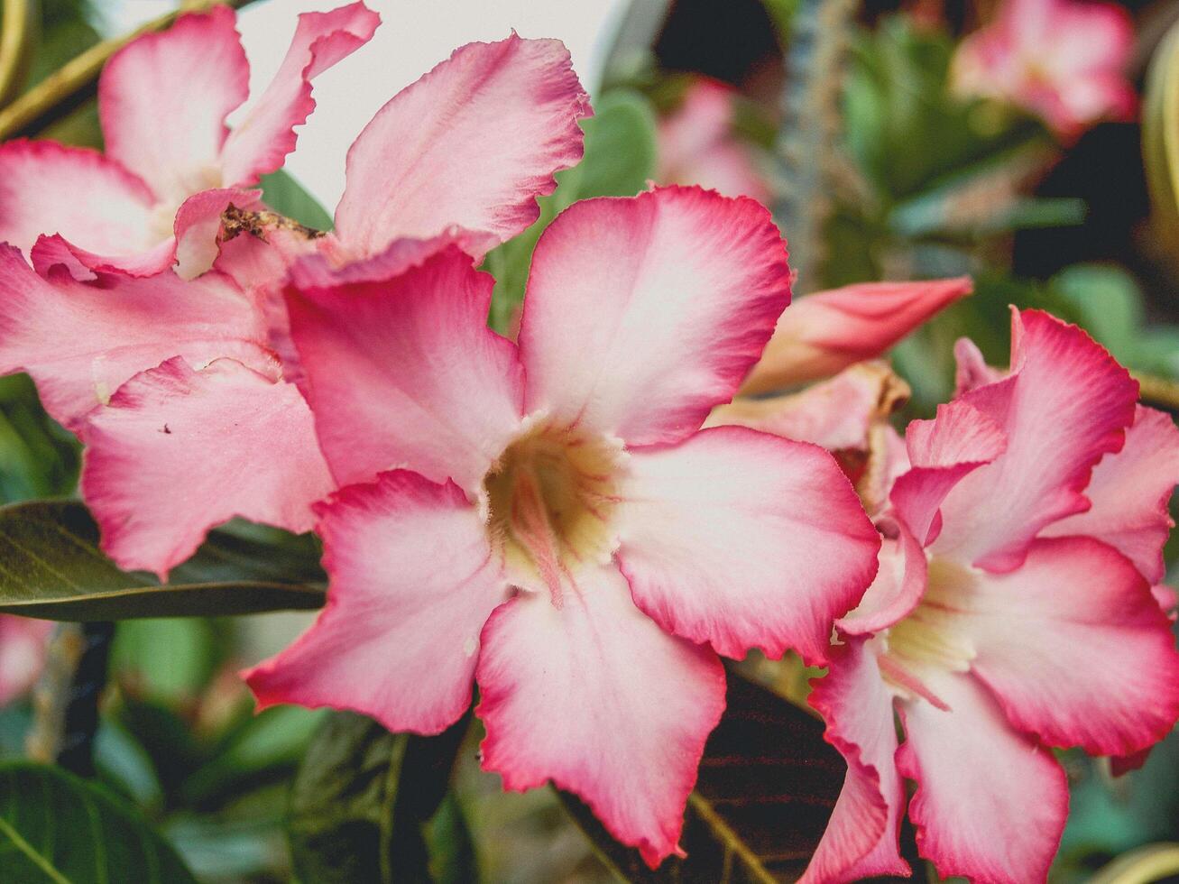 flores de azaléia na natureza foto