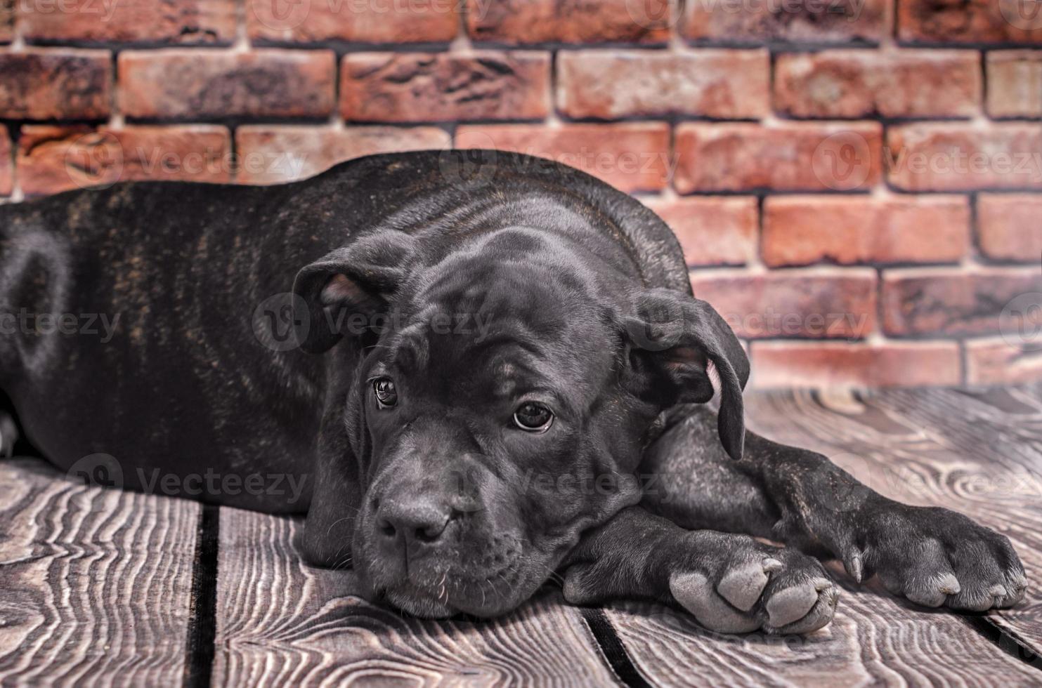 cachorro preto deitado no chão foto