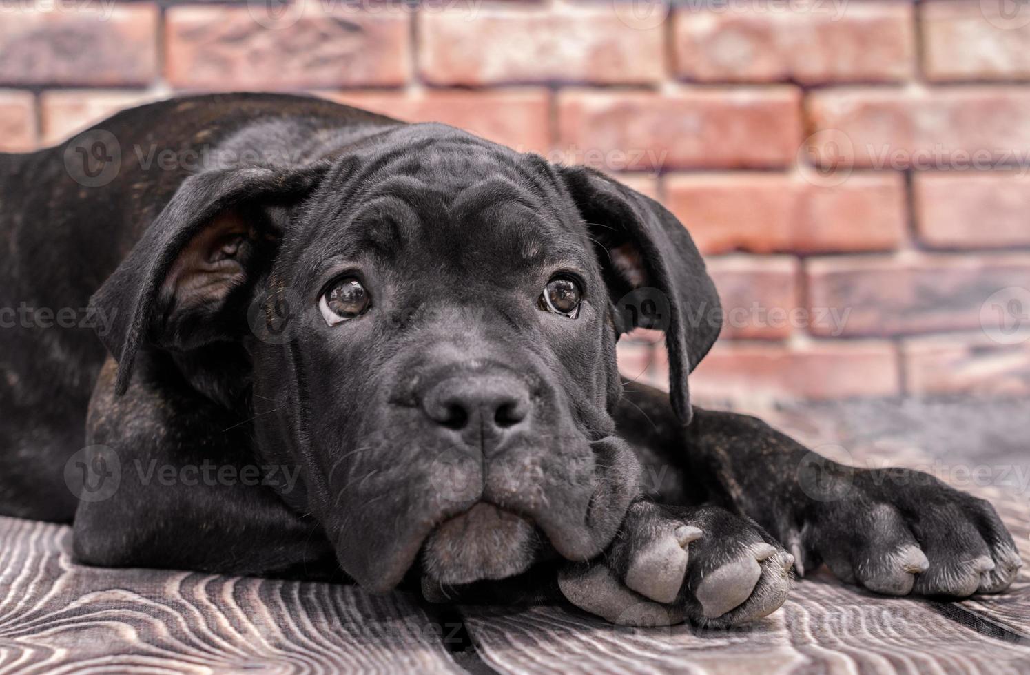 close-up de um cachorrinho preto foto