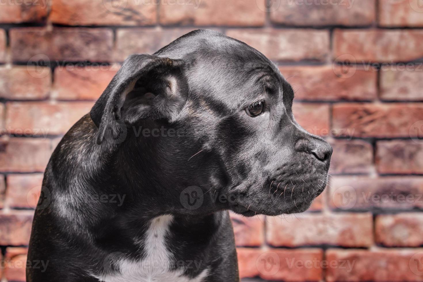 retrato de um cachorrinho preto foto