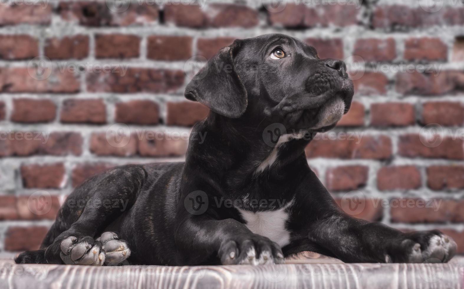 filhote de cane corso foto