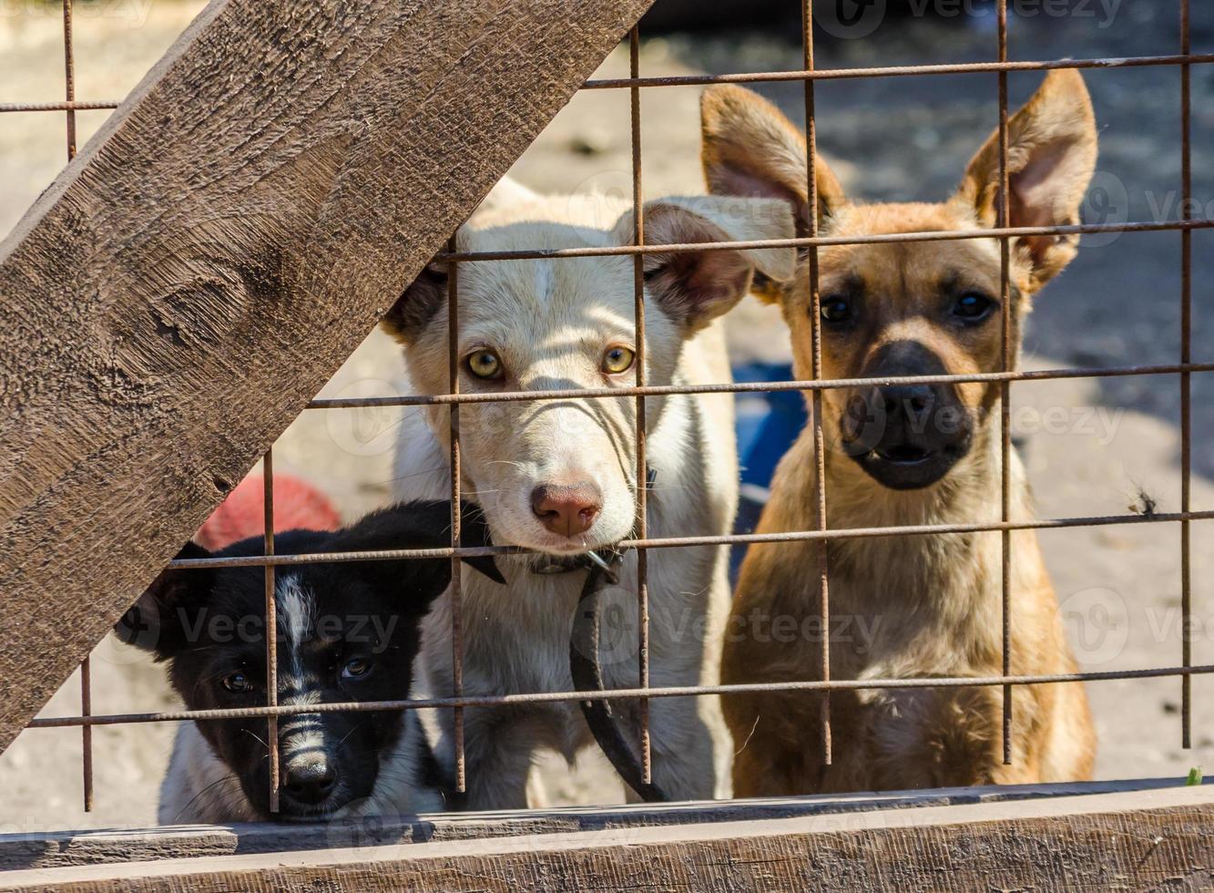 três cachorrinhos atrás de uma cerca foto