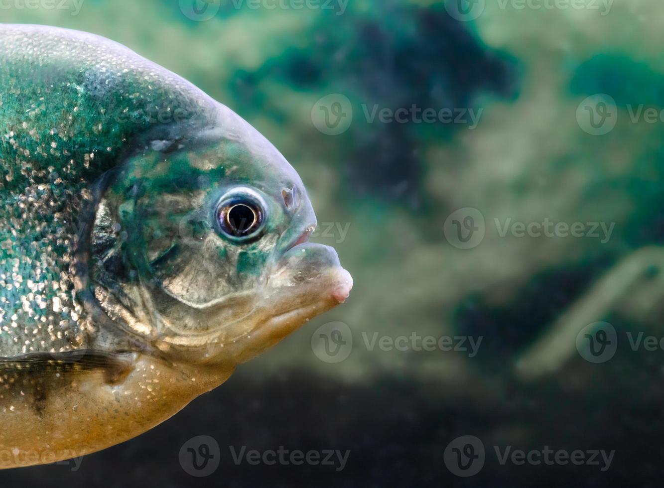 close-up de uma piranha foto