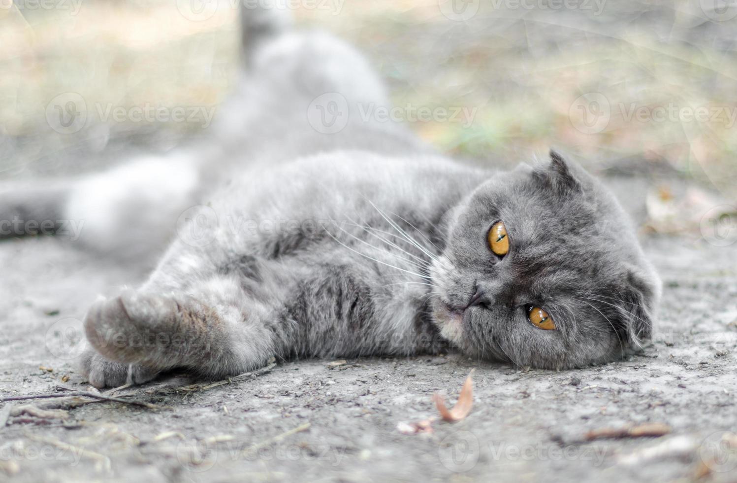 gato scottish fold no chão foto