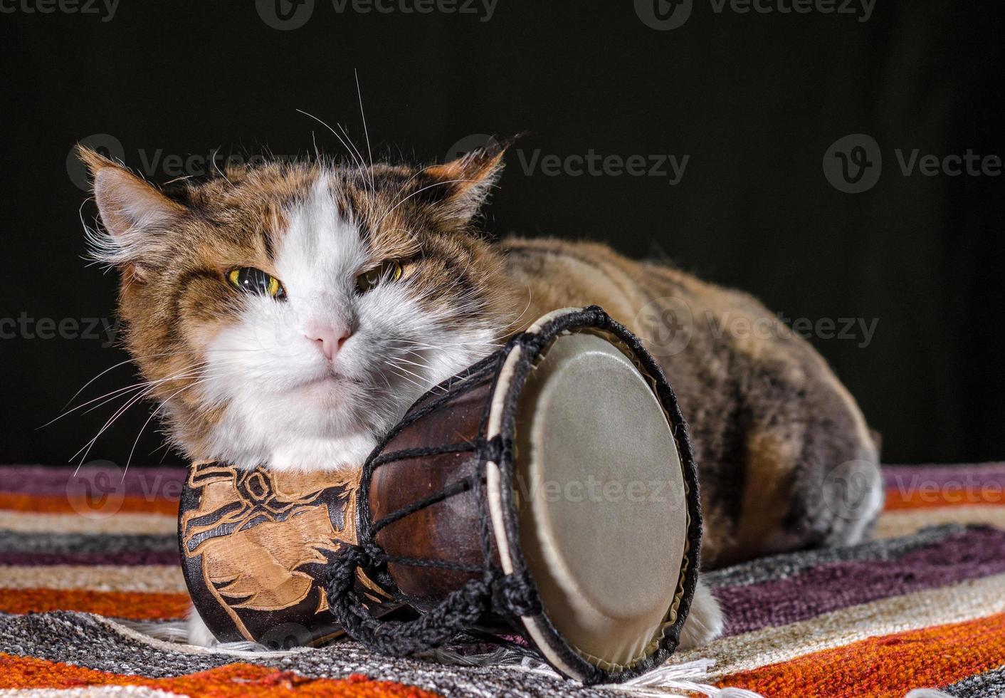 gato mal-humorado com um tambor foto