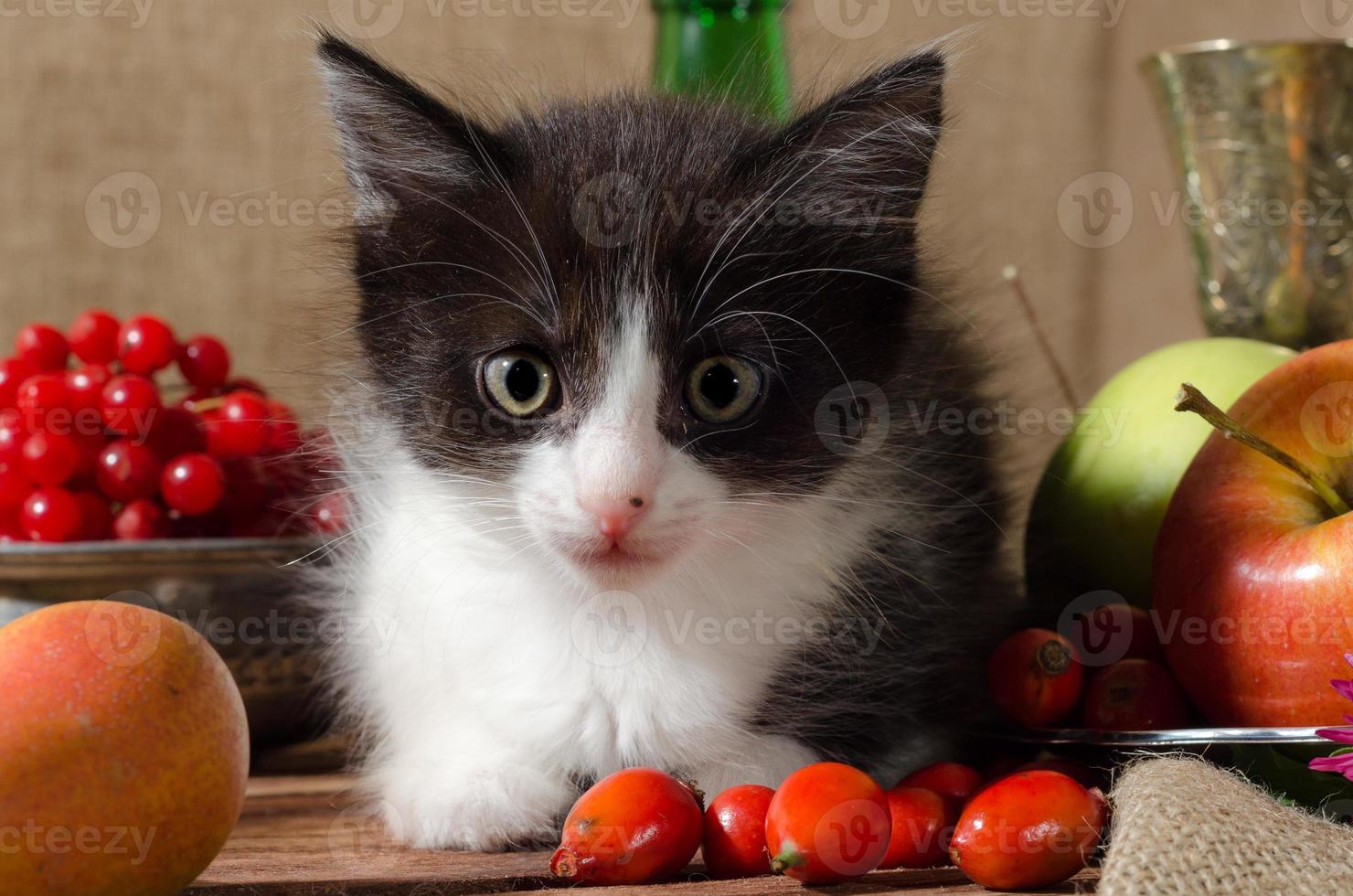 gatinho preto e branco entre frutas foto