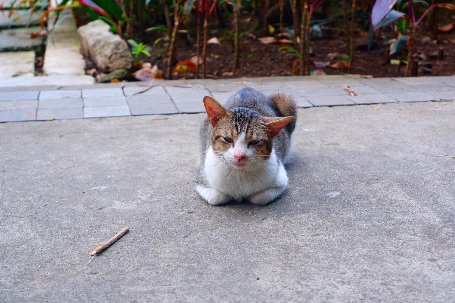 uma gato relaxante em a rua foto