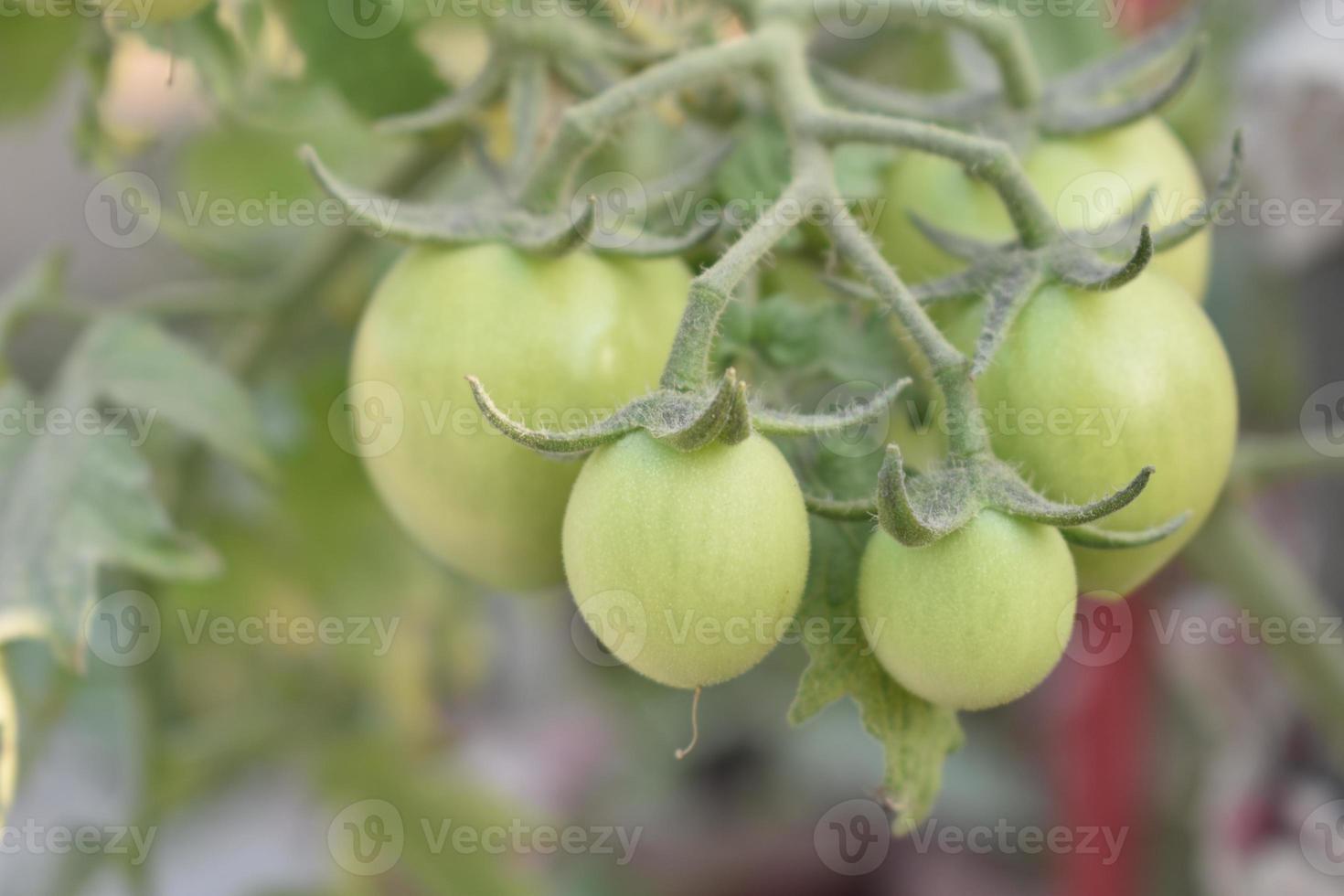 verde tomates em a plantar foto