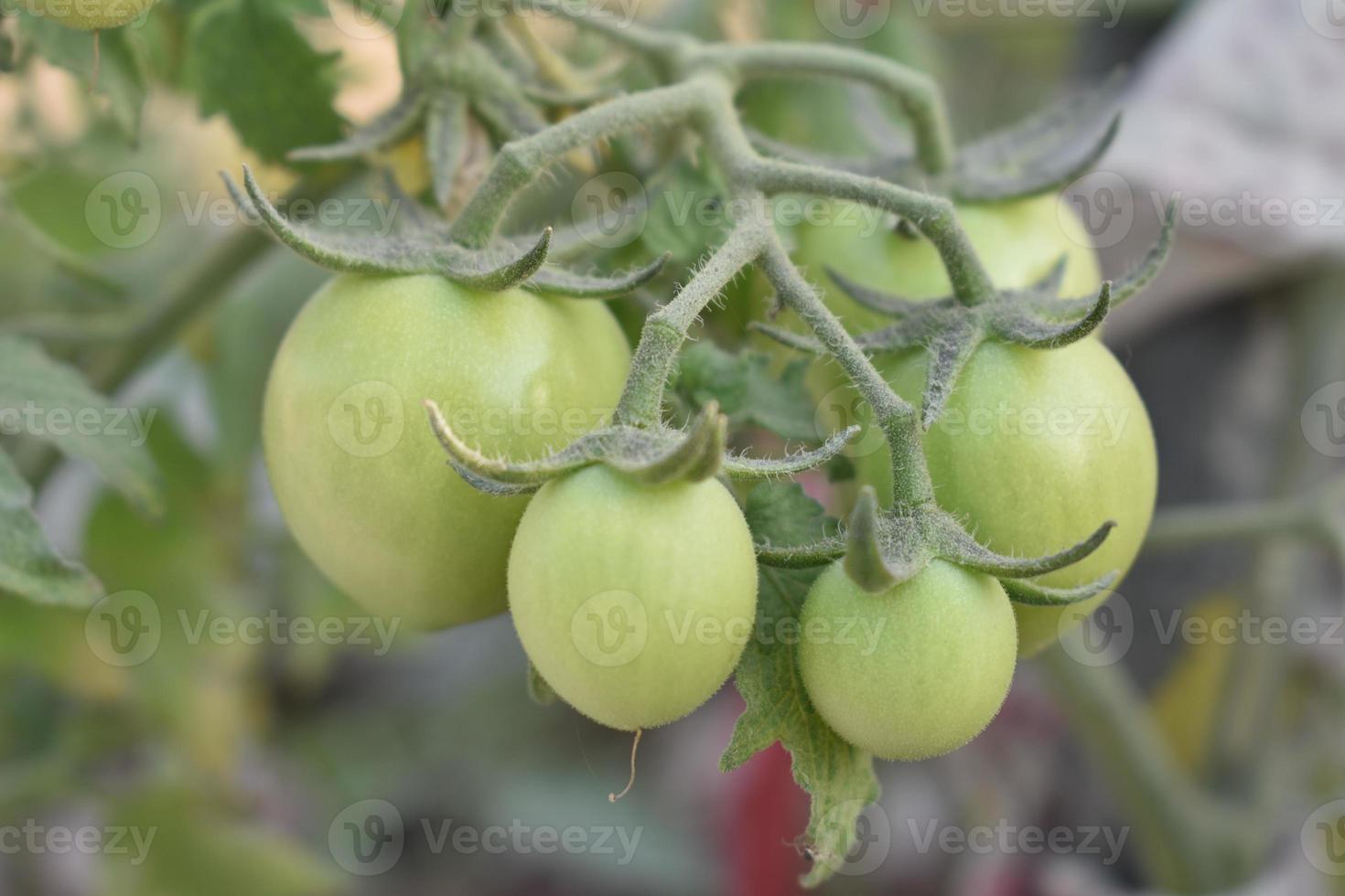 verde tomates em a plantar foto