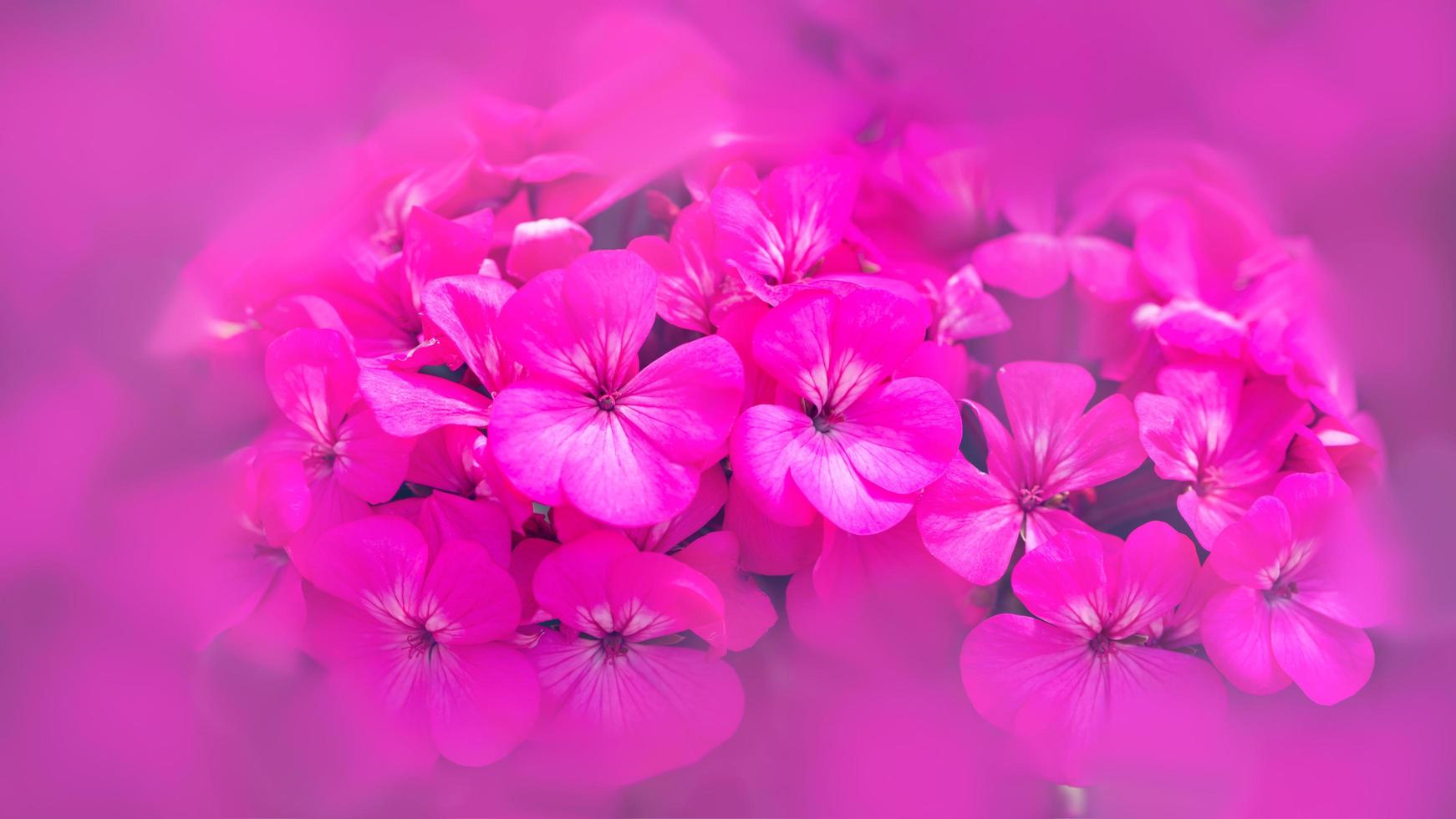 gerânio de flor de fundo. flores no jardim. um buquê de flores cor de rosa desfoca. quadro inteiro, pintura digital. rosa gerânio foto