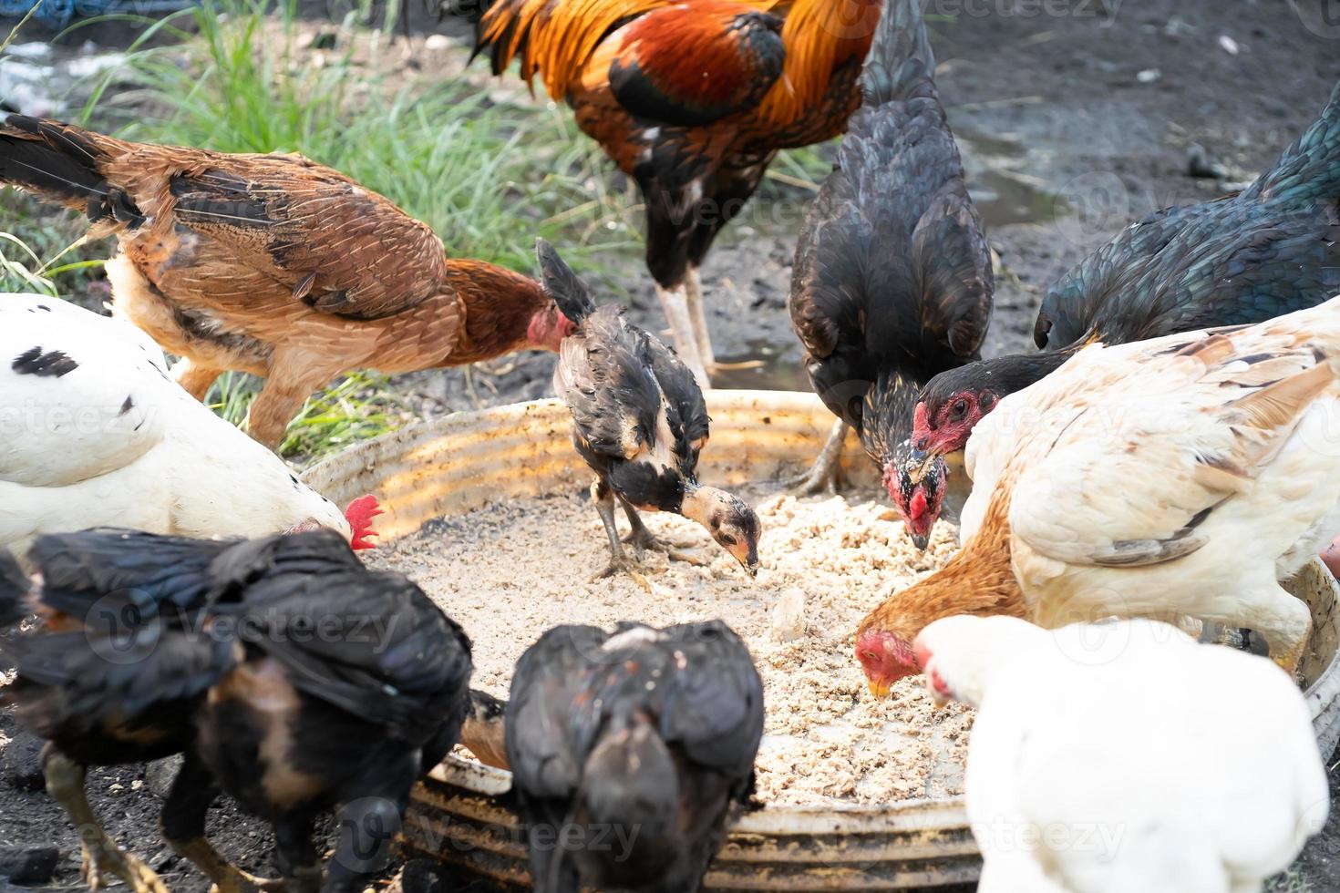 uma rebanho do galinhas em uma Fazenda é comendo foto