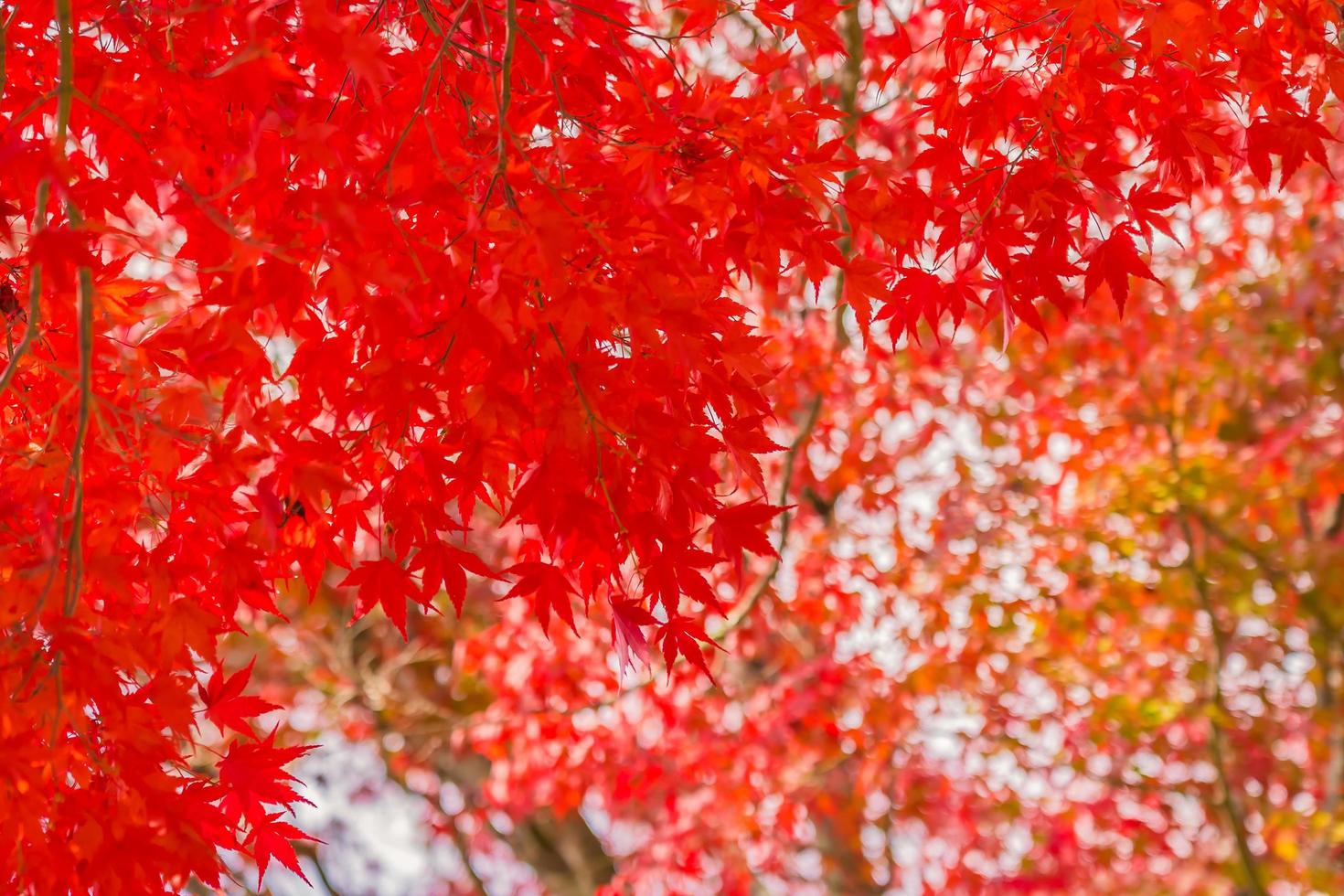 lindas folhas de bordo vermelho na árvore foto