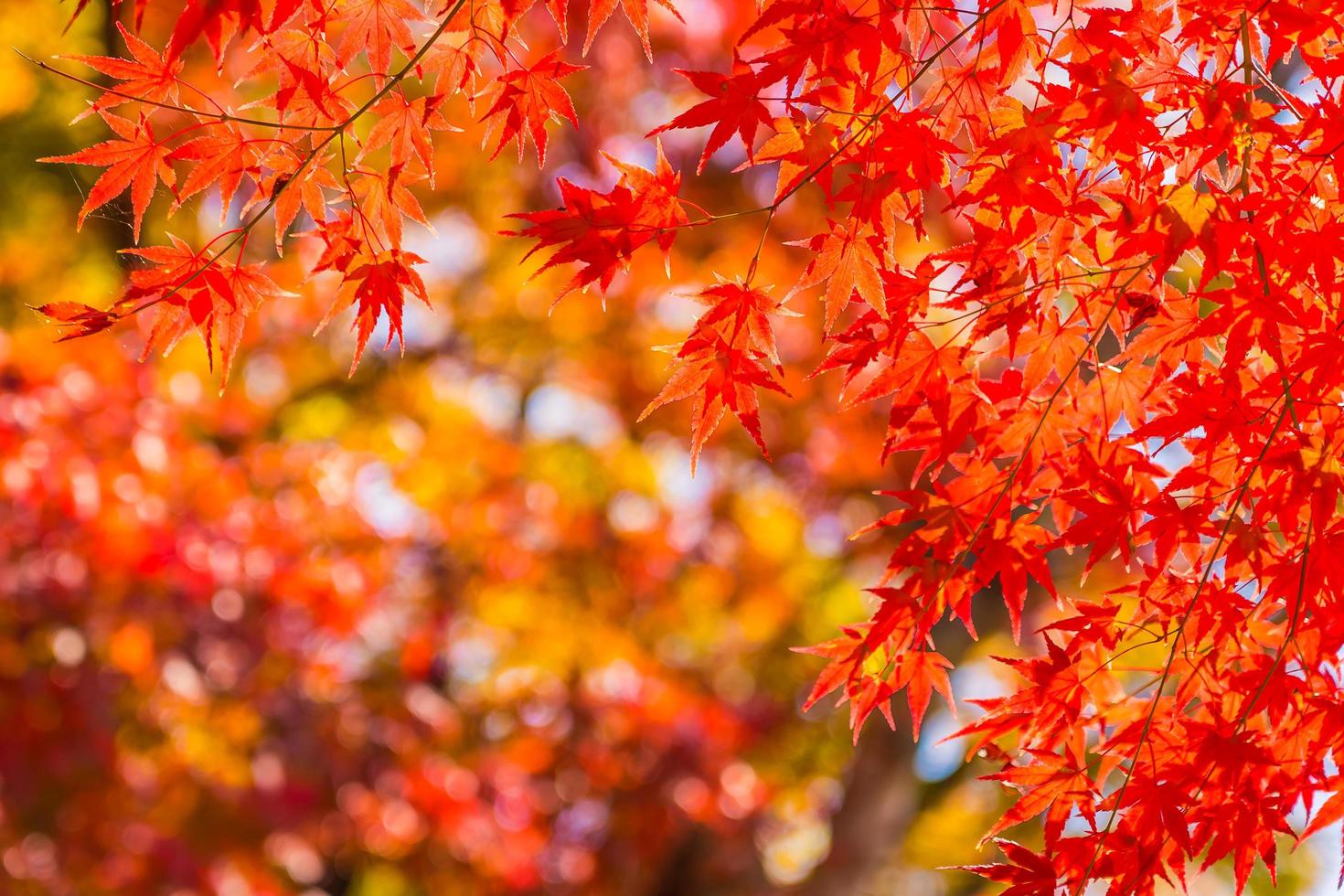 lindas folhas de bordo vermelho foto