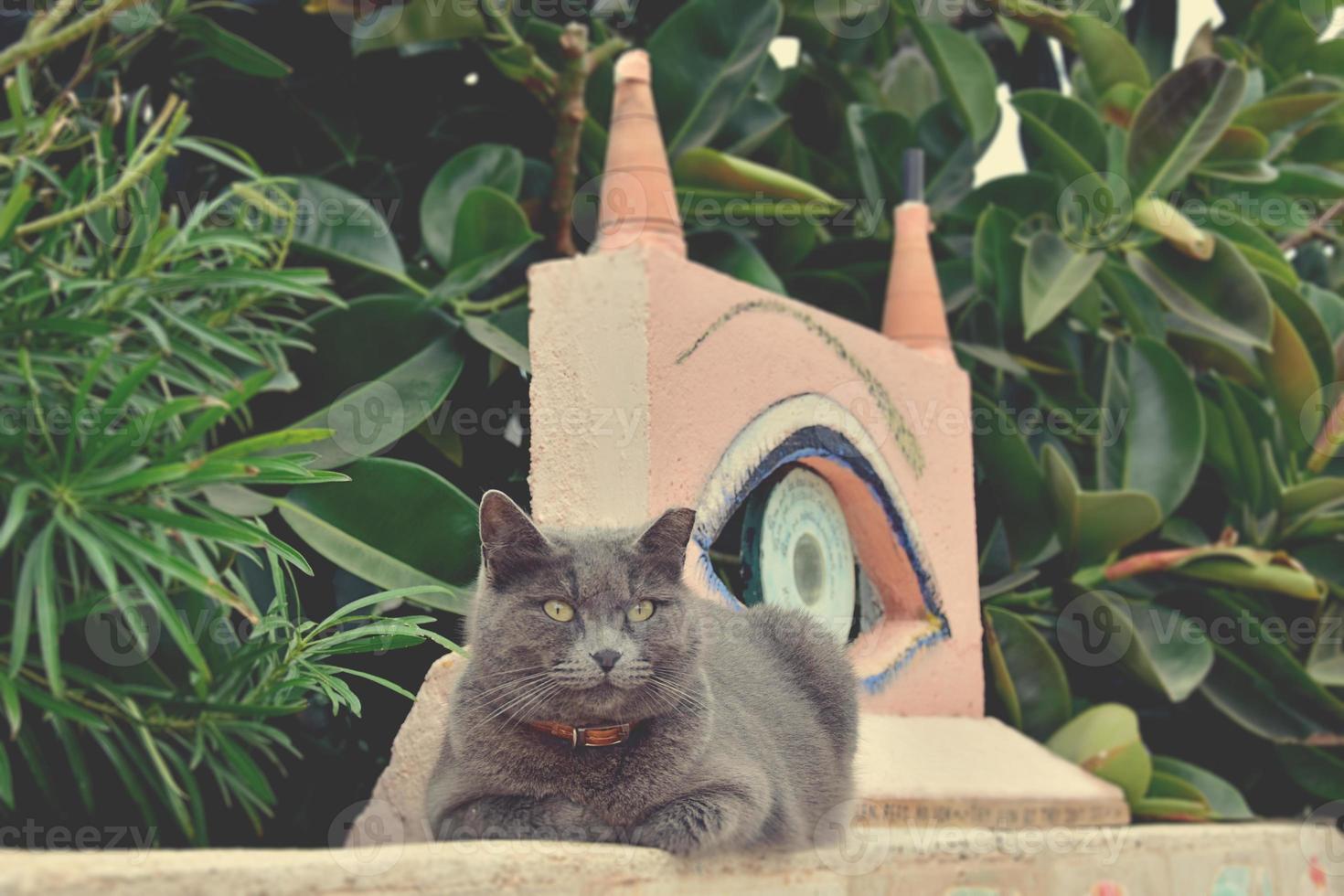 cinzento puro-sangue gato deitado em a Rosa parede foto