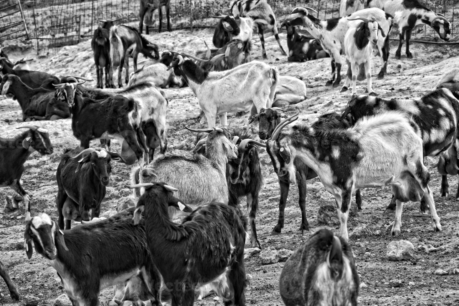pacífico domar bode animais em uma Fazenda em canário ilha fuertaventra foto